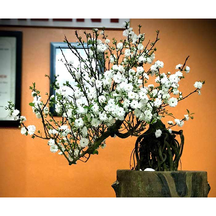 Hoa Nhất Chi Mai: Vẻ Đẹp "Ngàn Sao" Gợi Nhớ Ký Ức Và Sức Sống Bất Diệt Trong Phong Thủy